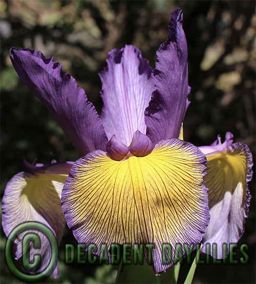 spuria iris purple and yellow