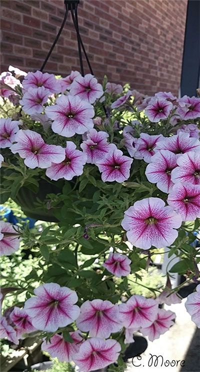 Petunia caring for petunias in pots and containers 