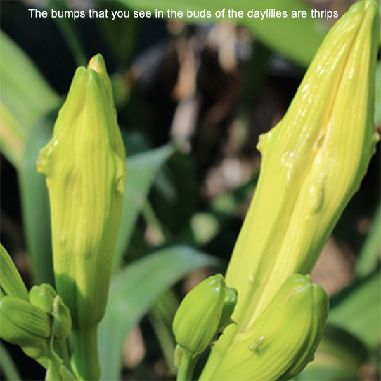 Thrips inside the buds of a daylily