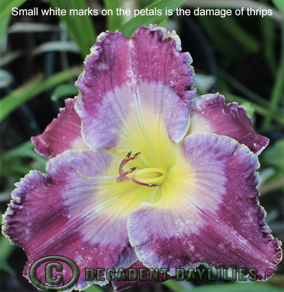 Thrip damage on the petals of daylilies