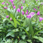 Chinese ground orchid plant easy to grow