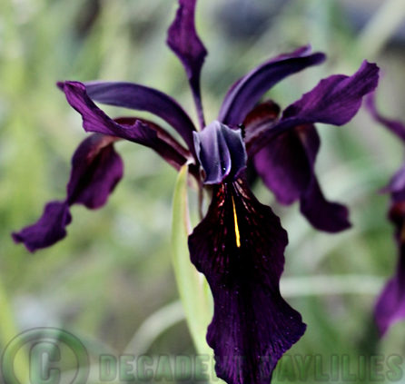 Iris Chrysographes Black Iris flowering in my garden