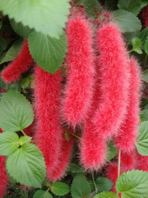 Red Hot Cats Tail Acalypha Hispida Chenille Plant