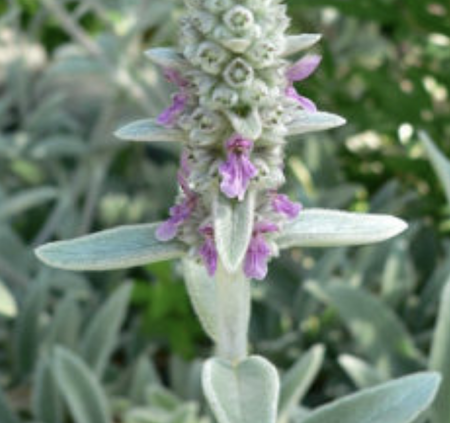 Lambs ear plant for wound care