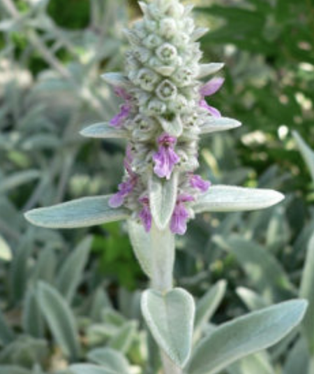 Stacgts-Byzantina-Lambs-Ears-Perennial-Herb-Flower