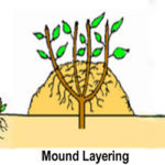 Types of Laying in Plants-1
