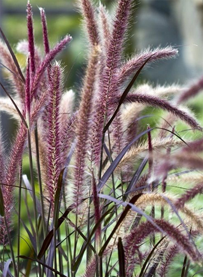 Pennisetum Purple Fountain Grass