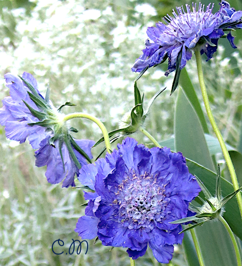 Scabiosa Caucasica ‘Fama’ growing in my garden with tall bearded iris and snow in summer 