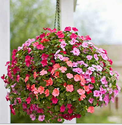 A ball of impatiens in full bloom