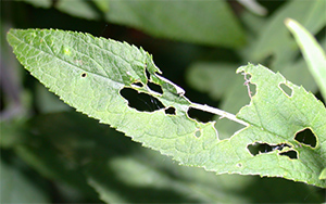 Leaf damage caused by earwigs