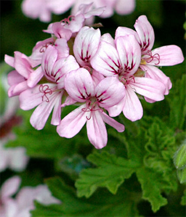 Scented Pelargoniums have perfumed leaves and tiny flowers