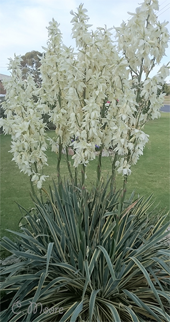 Variegated yucca in bloom