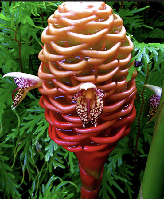 Beehive Ginger growing and planting a special tropical creation