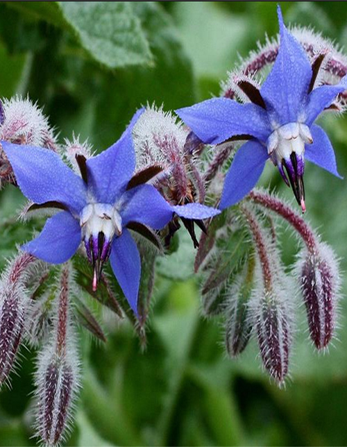 Borage plant a garden plant with many uses