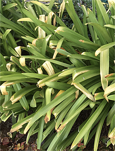 Heat stress Excessive summer heat causing leaf burnt on leaf tips of agapanthus leaves