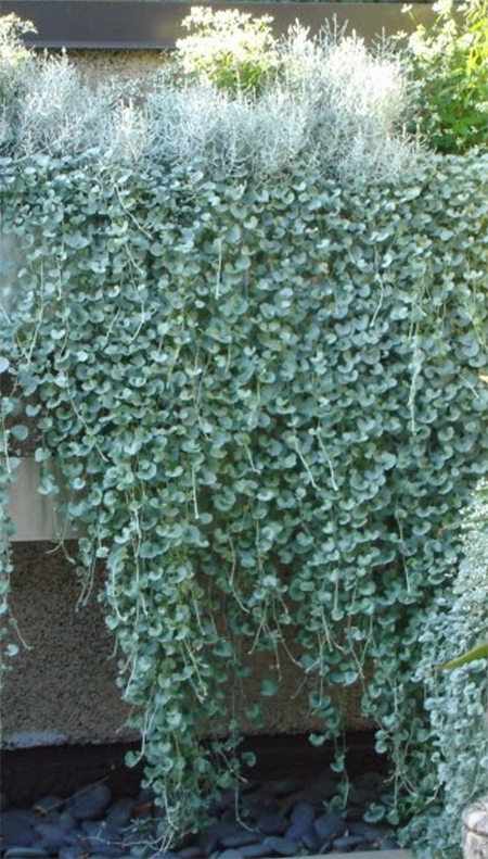 Dichondra Silver Falls grows in hanging baskets or spread by runners.