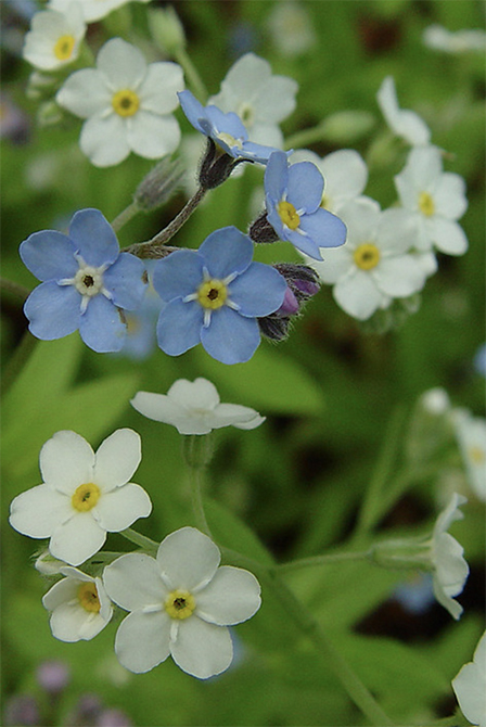 Forget-Me –Not Plants self seed throughout your garden