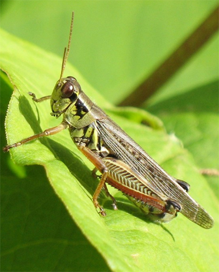 Grasshoppers garden care and facts