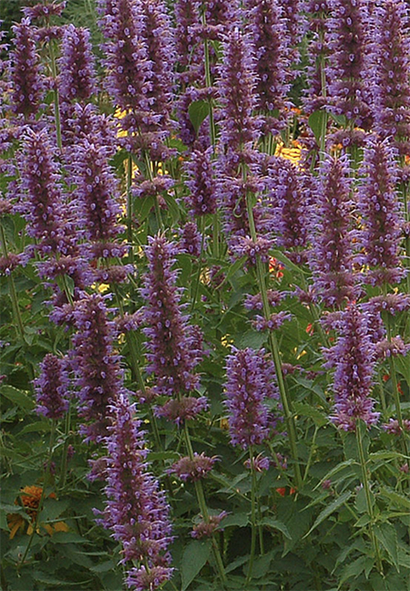 Agastache supply 4 months of enjoyable blooms