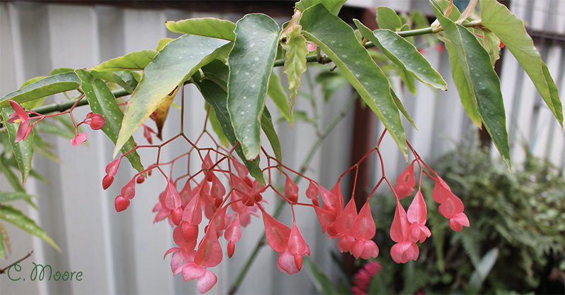 Begonia Fuchsioides with vibrant hanging flowers
