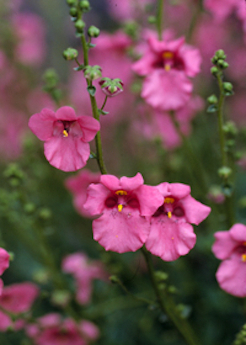 Diascia flower plant blooms in spring and autumn