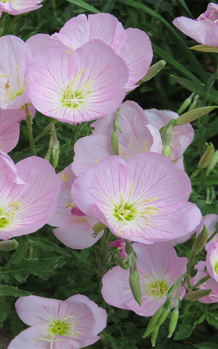 Evening Primrose growing conditions and care Information