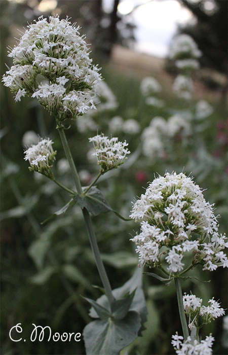 White Valerian How to grow plant seed