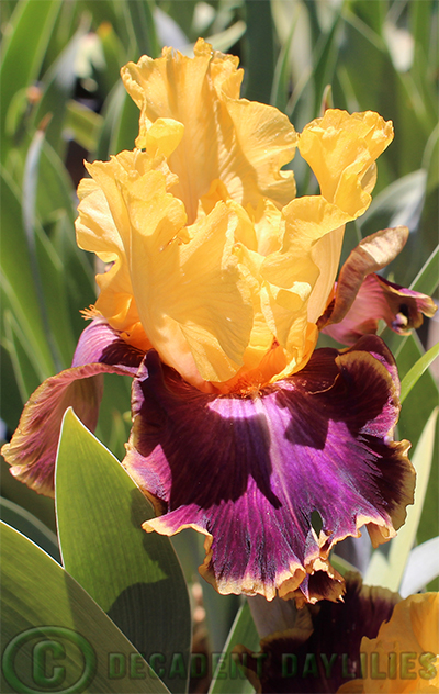 The life cycle of a bearded iris plant