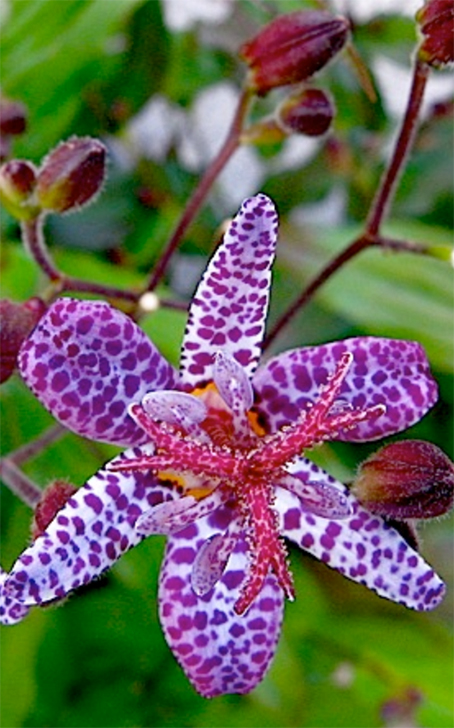 Toad Lily plant Grows Best Full Shade All Day