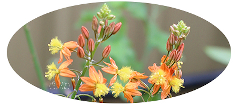 Bulbine Frutescens plant uses propagation growing tips