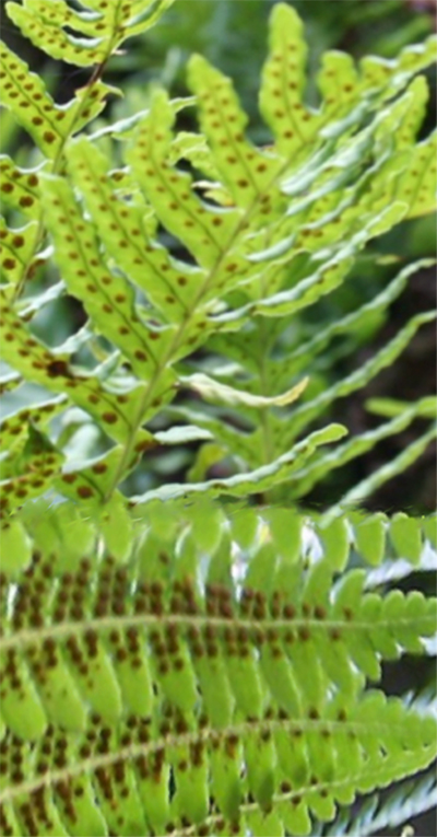 Propagation preserving old rare ferns from spores