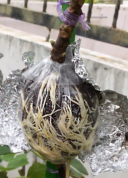 How to air layer a monocot or dicot plant.
