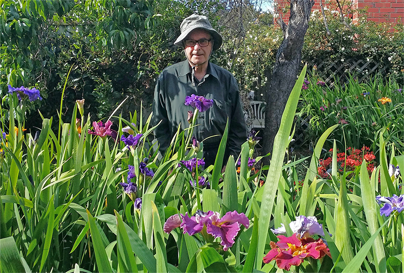 Louisiana Iris how to propagate Irises from Seed