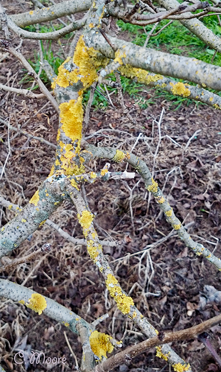 Are Lichens harmful? How to get rid of them on trees and branches.