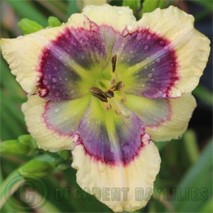 daylily blue oasis picture