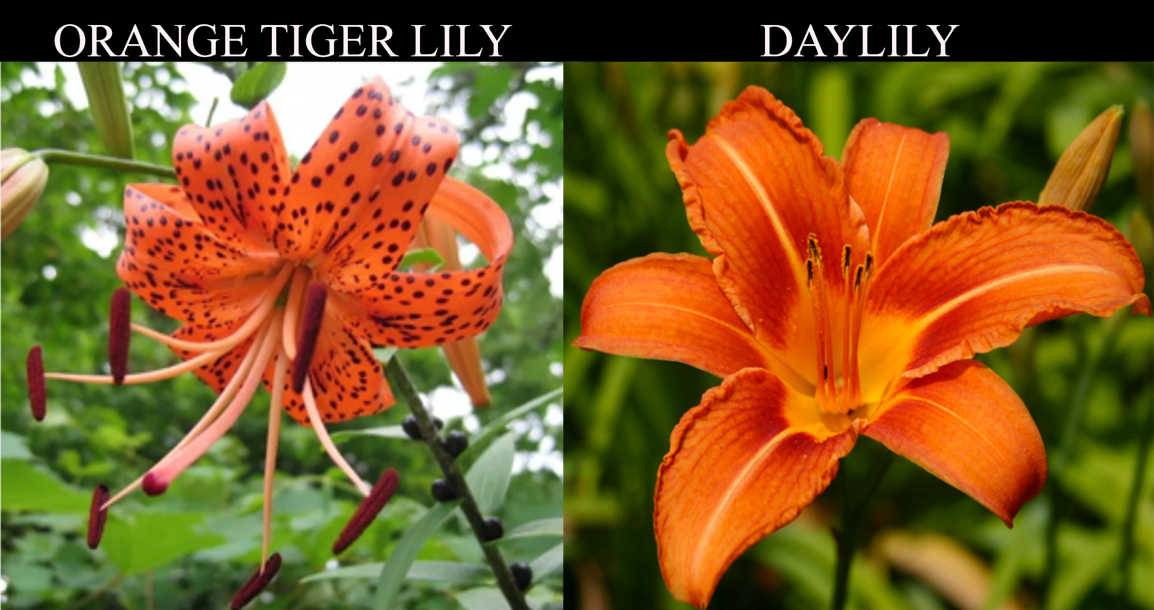 Difference Between Orange Tiger Lily ad Daylily