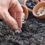 7-great-tips-on-gowing-seeds