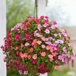 A-ball-of-impatiens-in-full-bloom