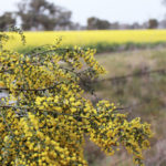 Acacia-Flowering-Wattle-Trees-Winter-Riverina-Area