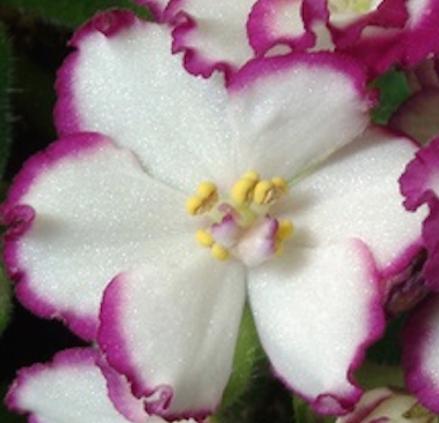 African Violets white deep pink edge