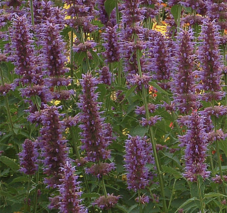 Agastache-supply-4-months-of-enjoyable-blooms