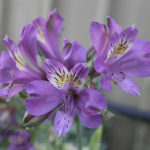 Purple alstroemerias flowering in my garden