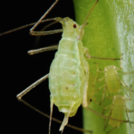 Aphids-Identifying-Preventing-Aphids-in-Your-Garden