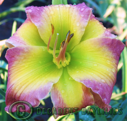 Are Daylilies Monoecious Plants