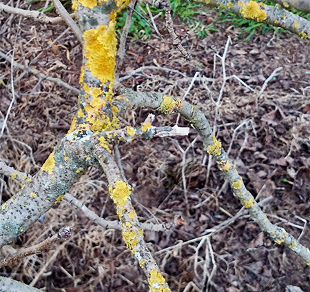 Lichens growing on Trees Branches