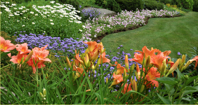 Are daylilies low maintenance easy care perennials