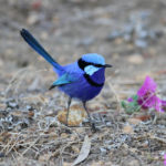 Attracting-native-birds-to-the-garden-Fairy-Blue-Wren