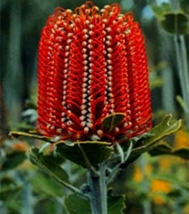 Banksia-Coccinea-Scarlet-Banksia