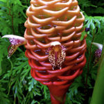 Beehive-Ginger-growing-and-planting-a-special-tropical-creation