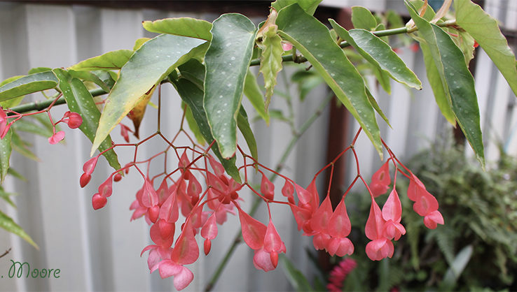 Begonia-Fuchsioides